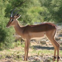Reserve africaine Sigean - 005